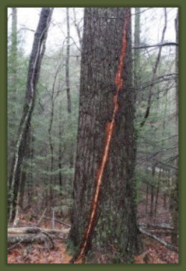 Tree Service Nashua | Tree Lightning Damage