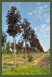 Tree Service Nashua | Tree Nursery