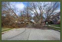 Tree Service Nashua | Hazardous Tree