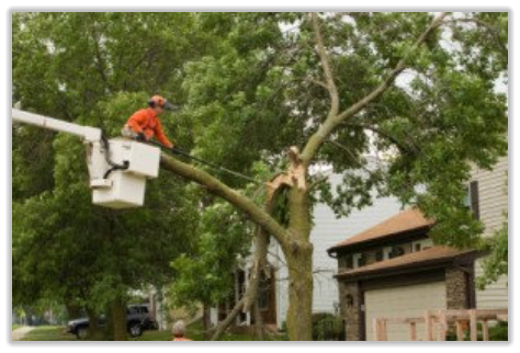 Tree Service Nashua | Damaged Tree & Trimming Branch