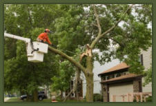 Tree Service Nashua | Damaged Tree & Trimming Branch