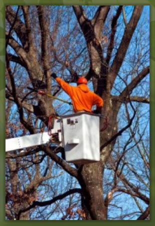 Tree Service Nashua | Tree Trimming